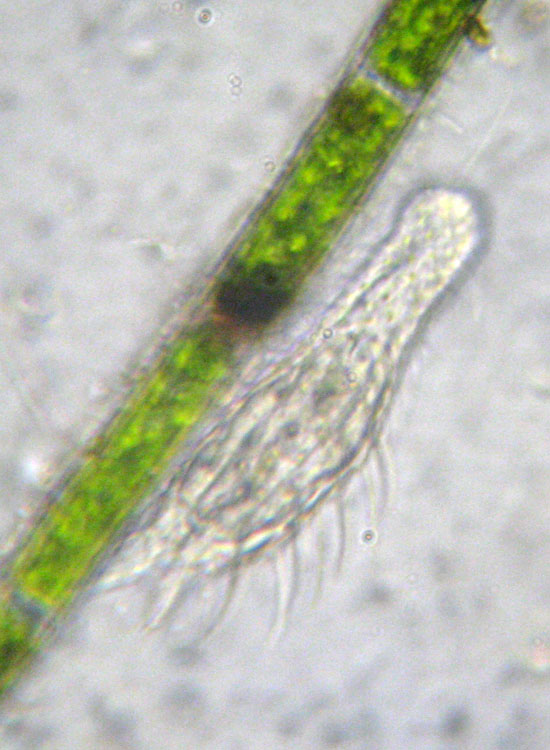 Due Gastrotricha  -  Chaetonotus sp.